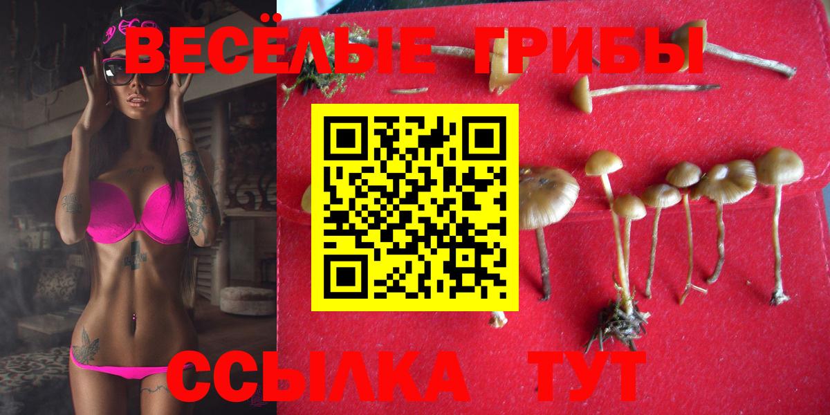 Псилоцибиновые грибы Psilocybine cubensis Асбест